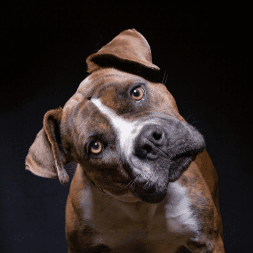 10 curiosidades sobre cachorros que você não sabia - Teco Pet