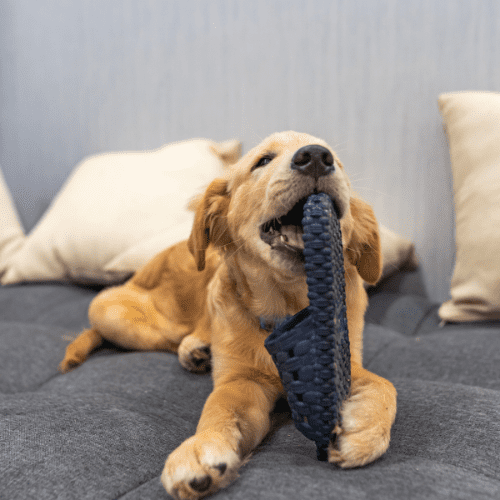 Por que Cachorros Gostam de Morder Chinelos? - Teco Pet