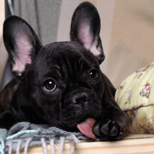 Seu cão fica lambendo a pata? Conheça os motivos - Teco Pet