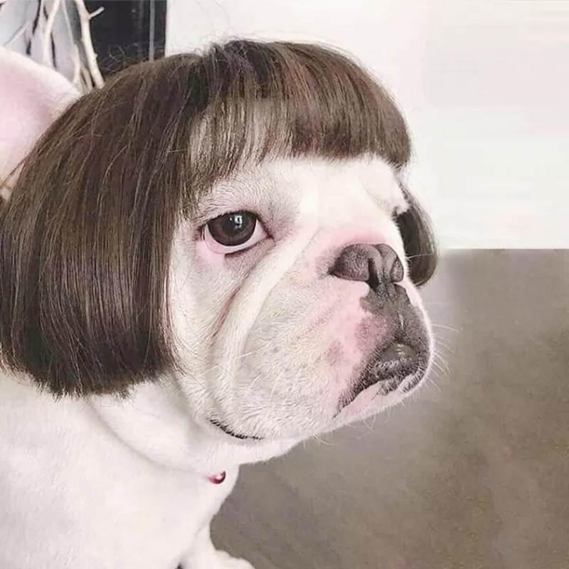 Peruca Cosplay Pet - Teco Pet