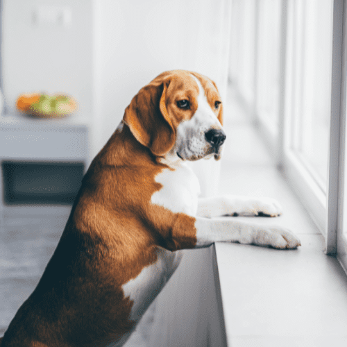 Cães conseguem saber quando o dono está chegando em casa? - Teco Pet