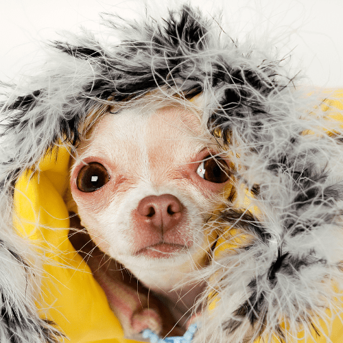 5 produtos para proteger seu cachorro do frio - Teco Pet