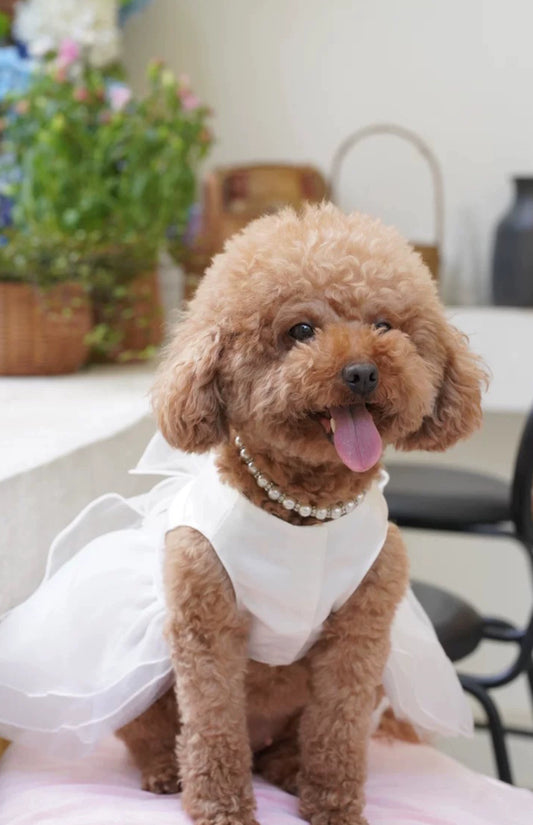 Vestido de Casamento Arcos de Renda para Cães - Teco Pet
