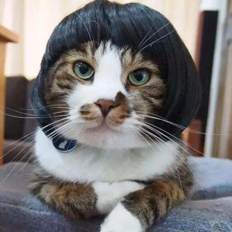 Peruca Cosplay Pet - Teco Pet