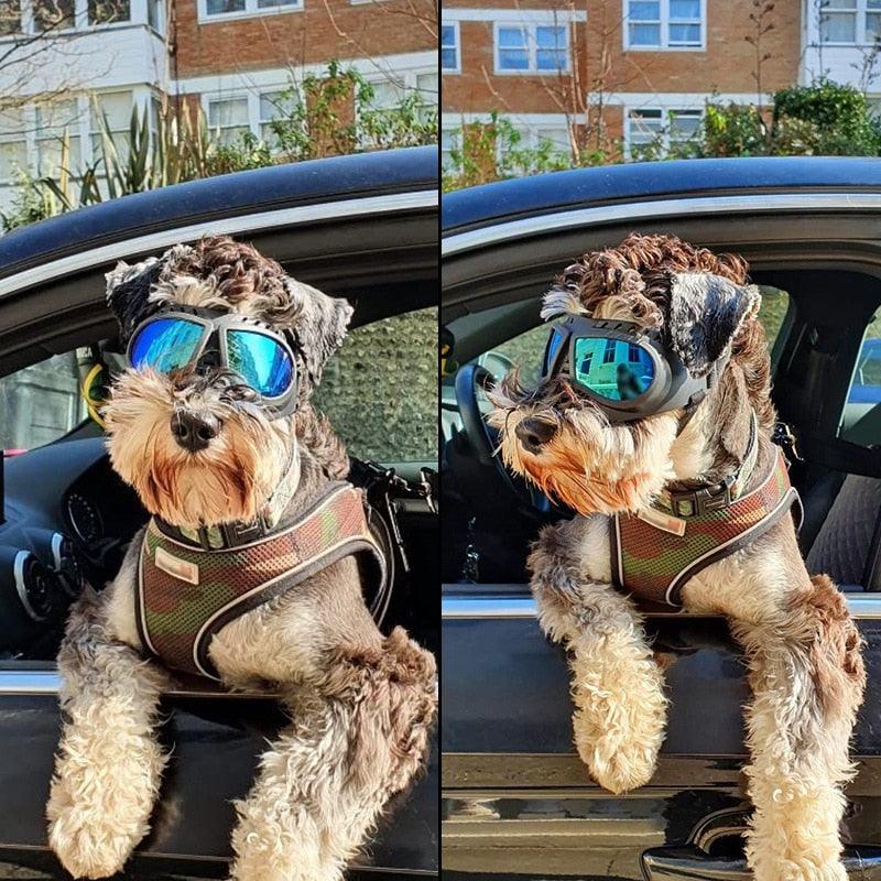 Óculos de Sol À Prova de Vento Com Proteção UV - Teco Pet