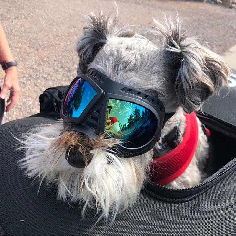 Óculos de Sol À Prova de Vento Com Proteção UV - Teco Pet